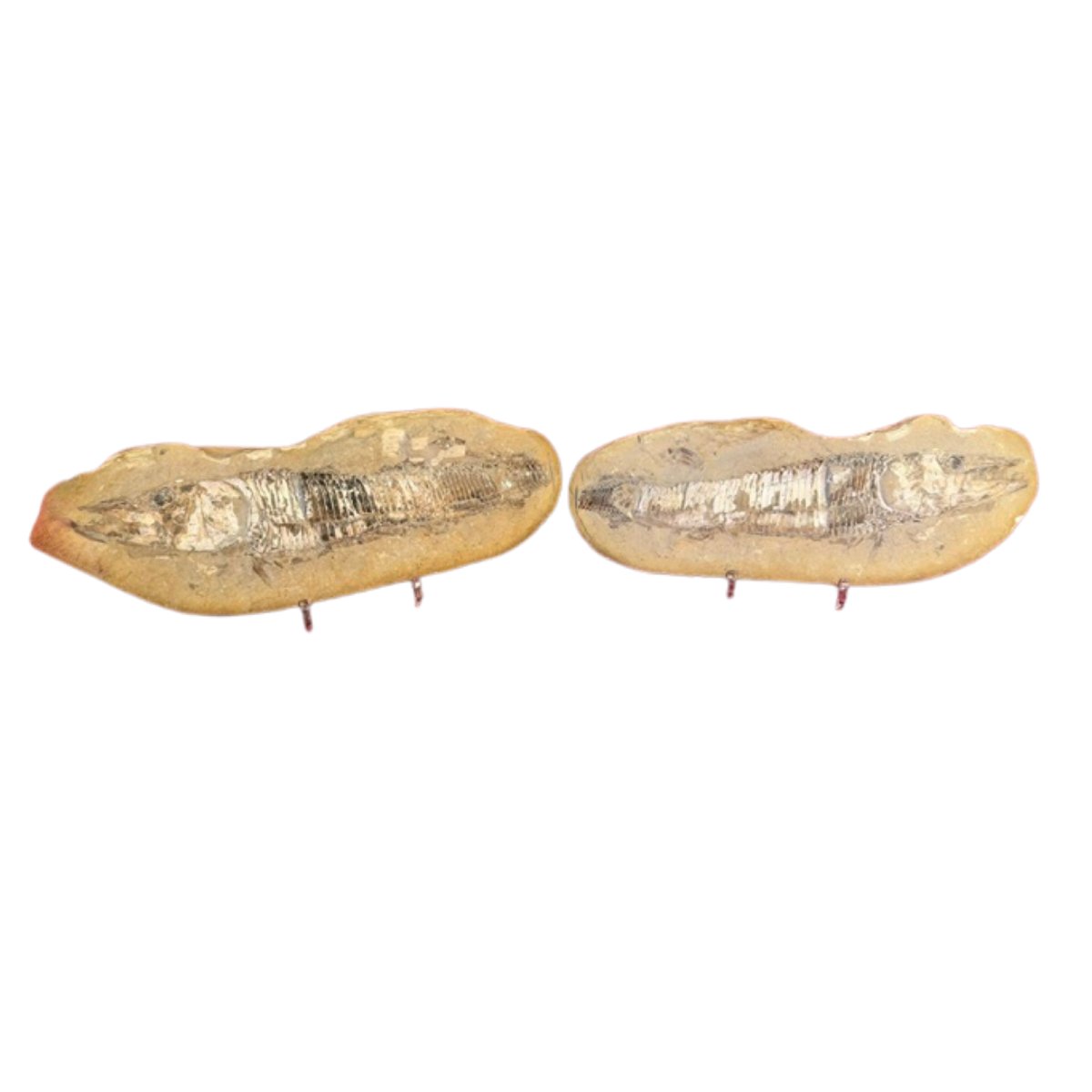 Fossiles de poisson mâle et femelle